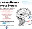 MCQs about Human Nervous System