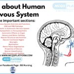 MCQs about Human Nervous System