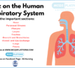 Quiz on the Human Respiratory System
