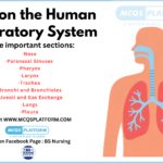 Quiz on the Human Respiratory System