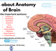 MCQs about Anatomy of Brain
