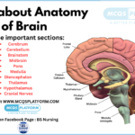 MCQs about Anatomy of Brain